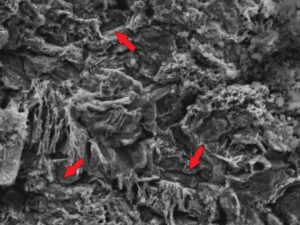 High magnification SEM image of the “A” side opened crack in the second stage pre-crack tip region also reveals a corroded surface with hints of some intergranular features (arrows).